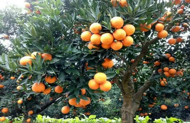 如何种植橙子