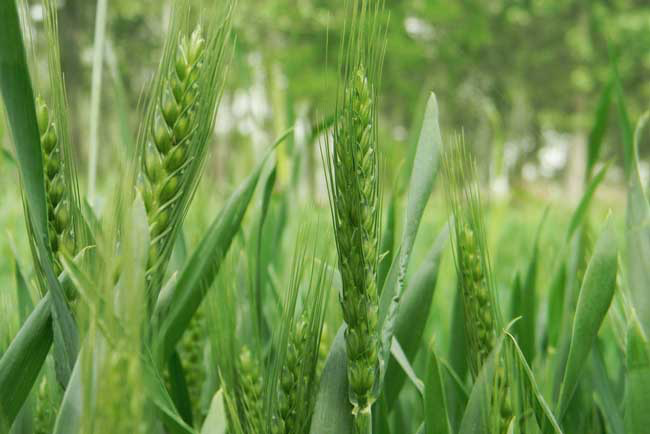 如何种植春小麦