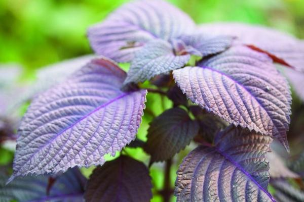 紫苏种植方法全过程