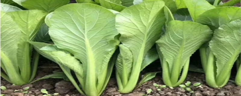 小白菜种子怎么种植方法