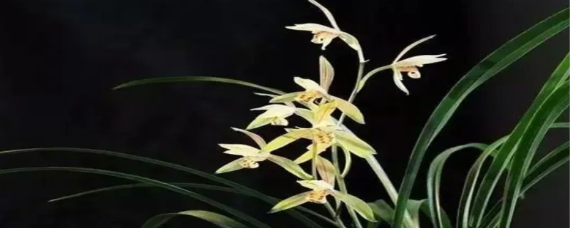 兰花的寓意和象征