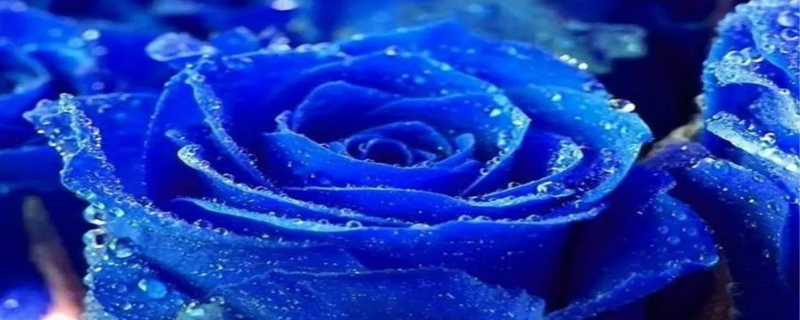 蓝玫瑰花语