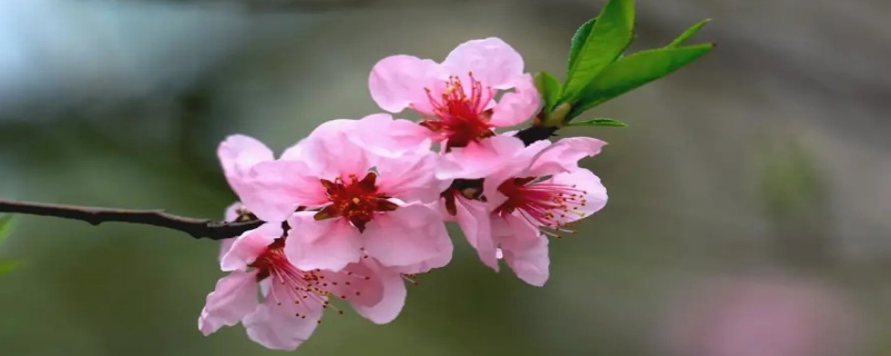桃花几月开花