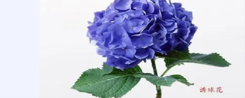 变色花是什么花