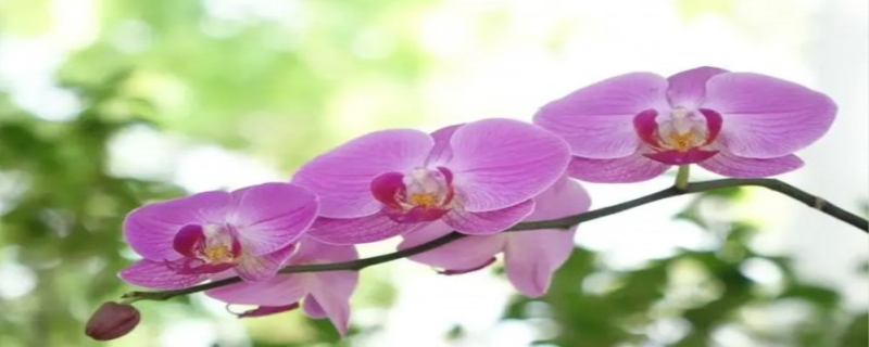 蝴蝶兰花谢怎么处理
