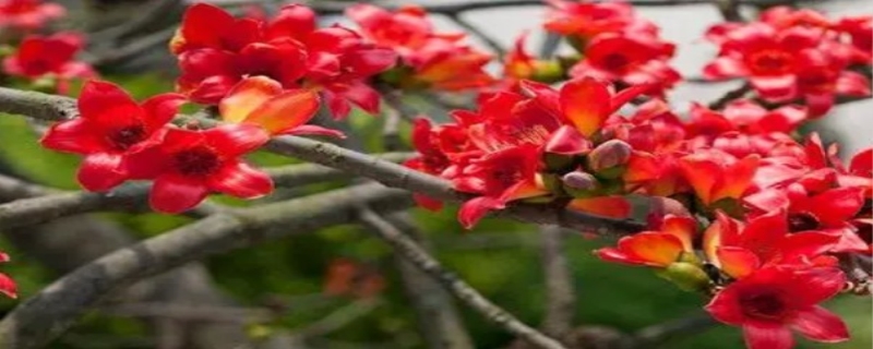 木棉花的花语是什么