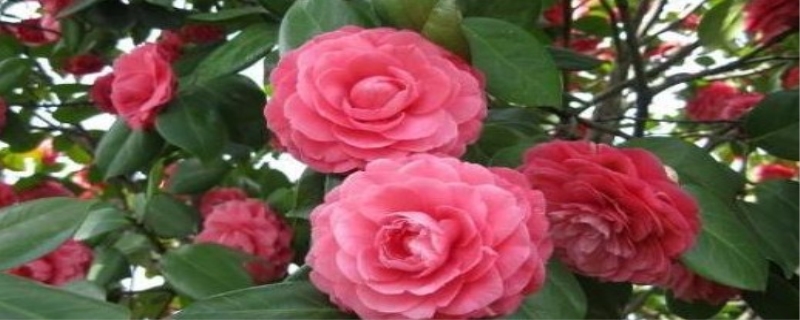 山茶花的介绍