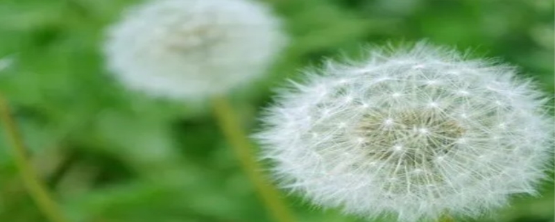 蒲公英的花语是什么