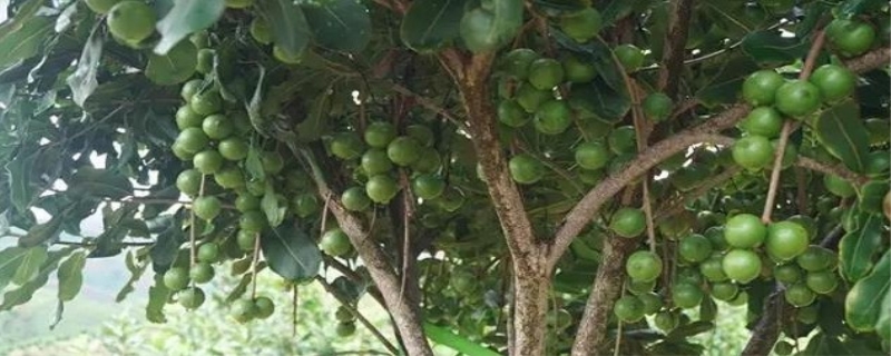 夏威夷果树中国哪里可以种植