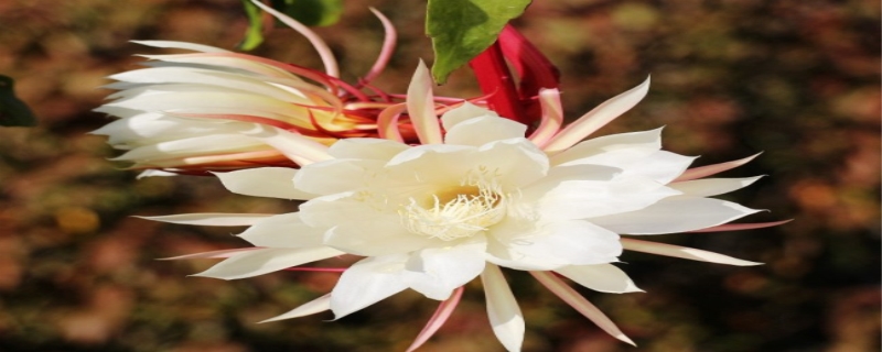 昙花多久开一次花