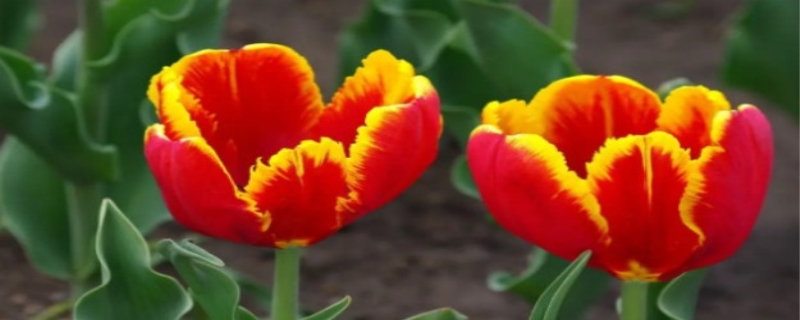 郁金香花期