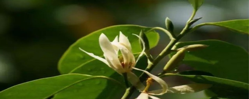 白兰花怎么养殖