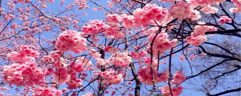 樱花花语