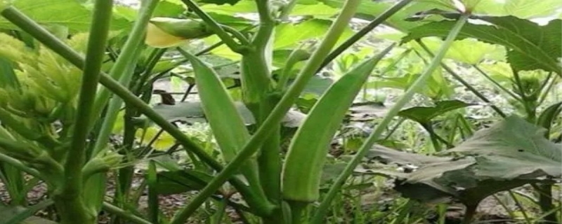 秋葵的种植方法，秋葵能不能生吃