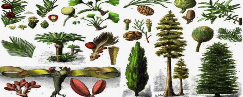 常见的10种裸子植物，裸子植物五大特征