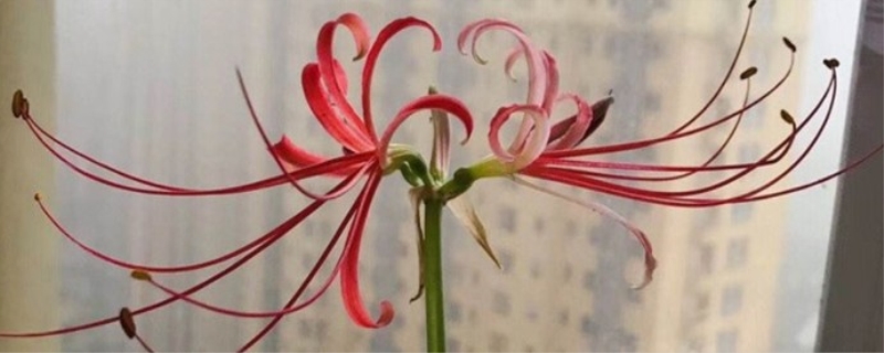 彼岸花什么时候落叶，什么时候开花