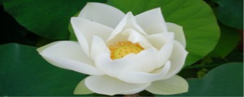芙蕖是荷花还是莲花，芙蕖的分布范围