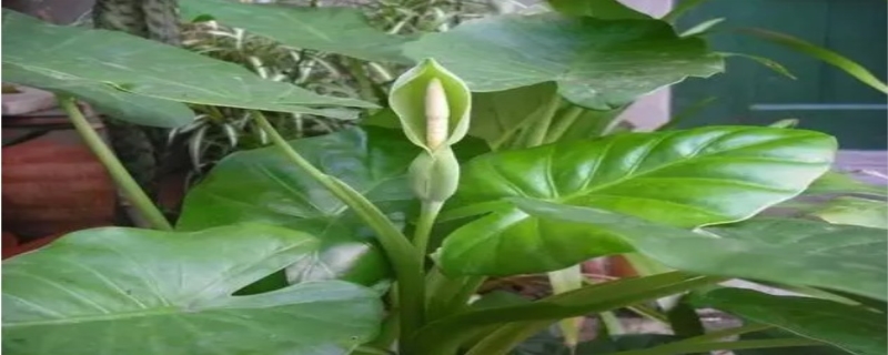 海芋的养殖方法和注意事项，海芋有毒吗
