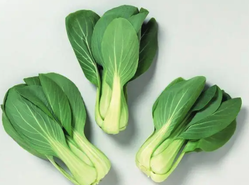 10月份中旬种油菜行吗？